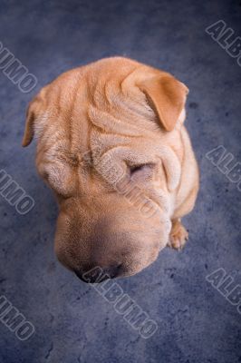 sharpei dog