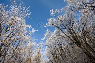 winter forest