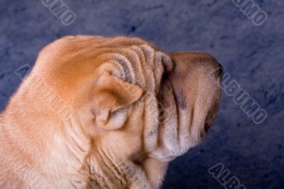 sharpei dog