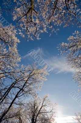 winter forest