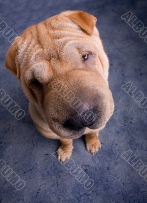 sharpei dog