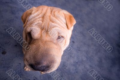 sharpei dog