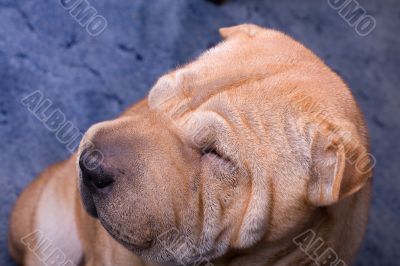 sharpei dog