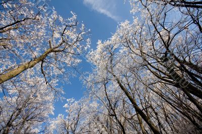 winter forest