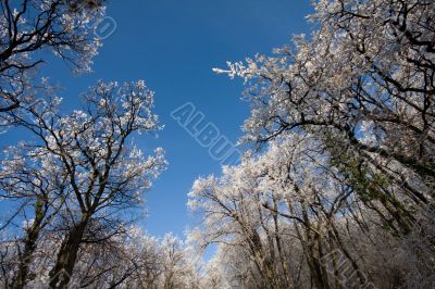 winter forest