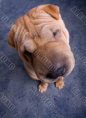 sharpei dog