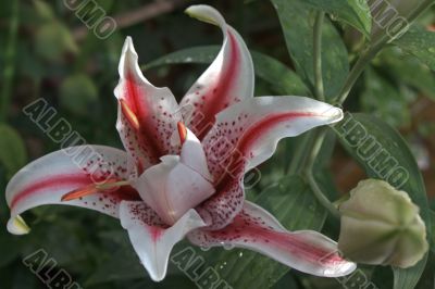 Lily