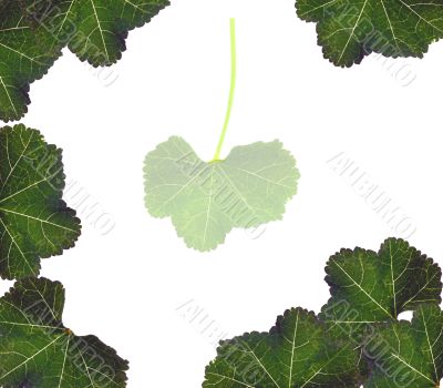 Leaves Border Background