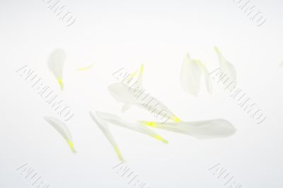Petals Falling