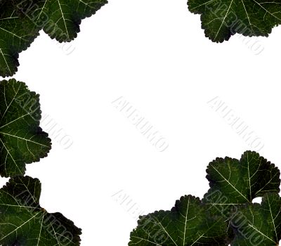 Leaves Border Background