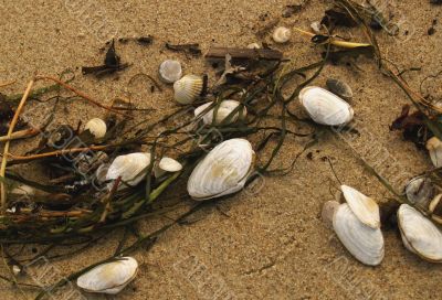 Shells on the seaside