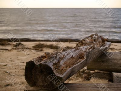 Old log near the sea