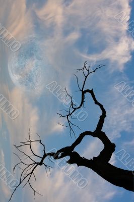 Tree and moon