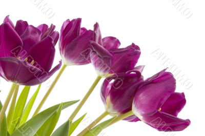 Purple tulips