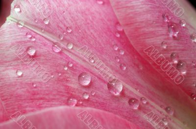 Lots of pink tulips`s petals