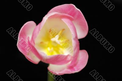 pink tulip