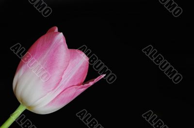 pink tulip