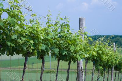 Vine