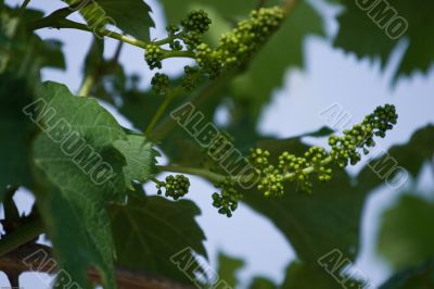 Vine