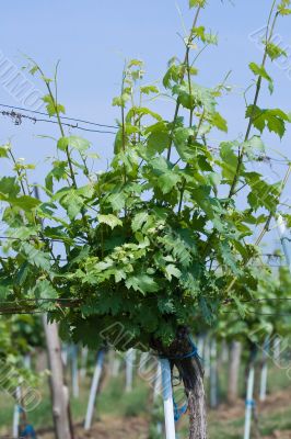 Vine