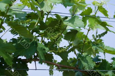 Vine