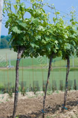 Vine