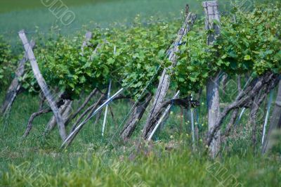 Vine