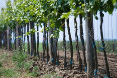 Vine