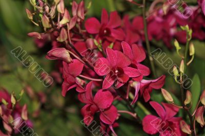 Vanda, Orchid