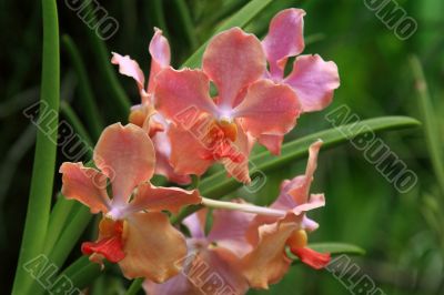 Vanda, Orchid