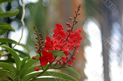Vanda, Orchid