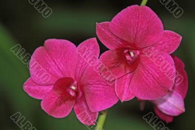 Vanda, Orchid