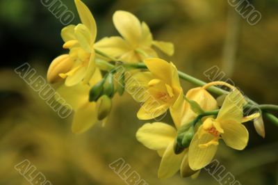 Vanda, Orchid
