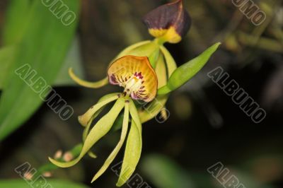 Vanda, Orchid