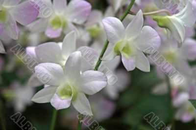 Vanda, Orchid