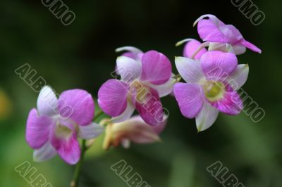 Vanda, Orchid