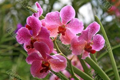Vanda, Orchid