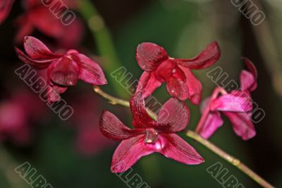 Vanda, Orchid