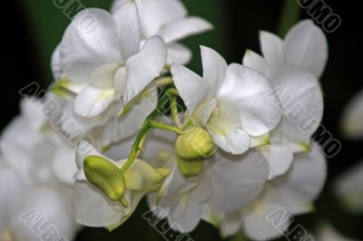 Vanda, Orchid