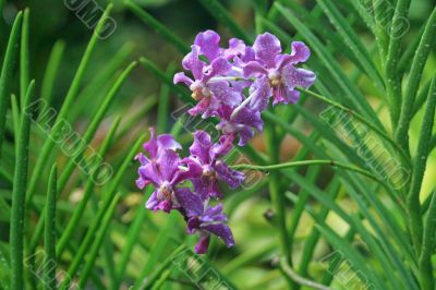Vanda, Orchid