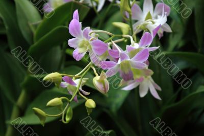 Vanda, Orchid