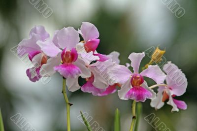Vanda, Orchid