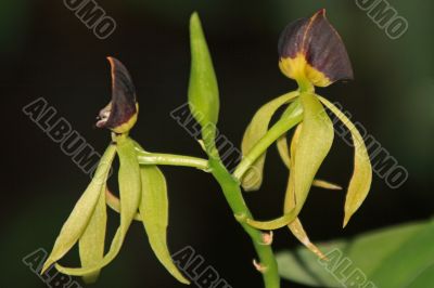 Vanda, Orchid