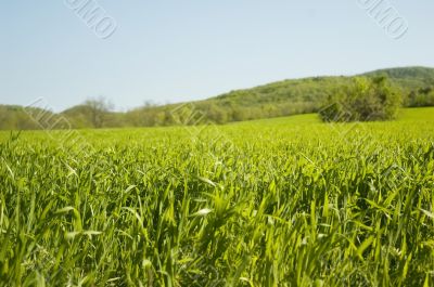 green field