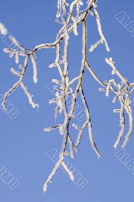 Ice Branch #1