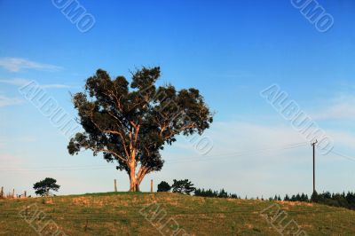 Lonely tree