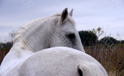white horse
