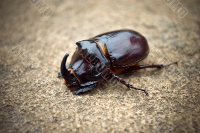 insect
