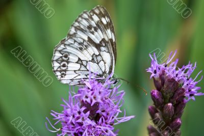 butterfly on flower