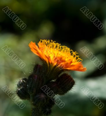 beautiful flower